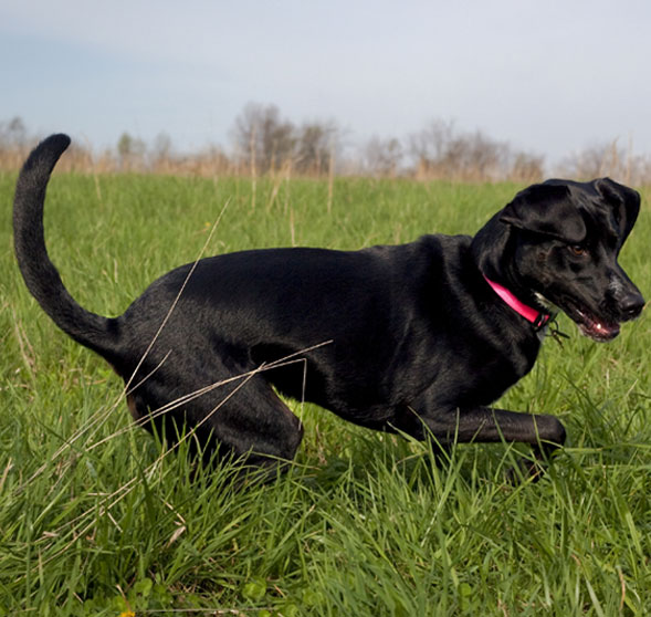Petmate Image